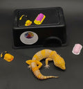 Leopard Gecko