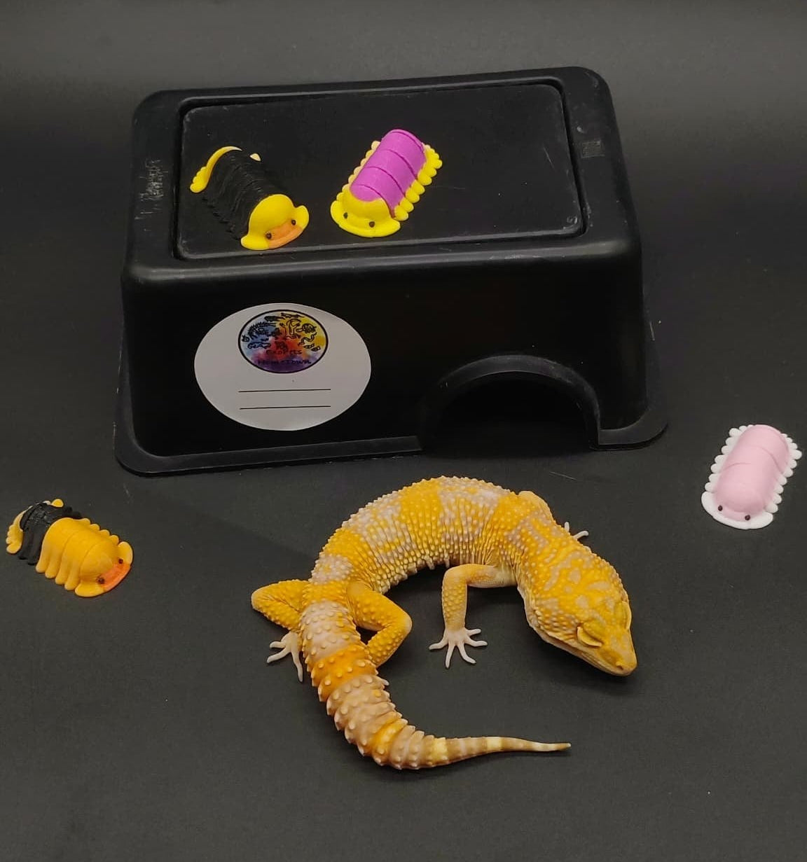 Leopard Gecko