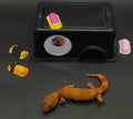 Leopard Gecko