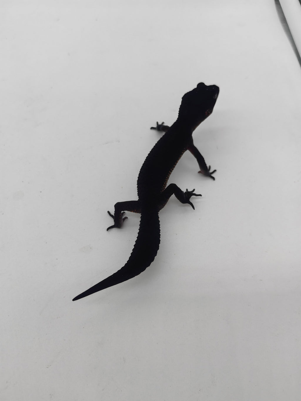 Leopard Gecko