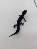 Leopard Gecko