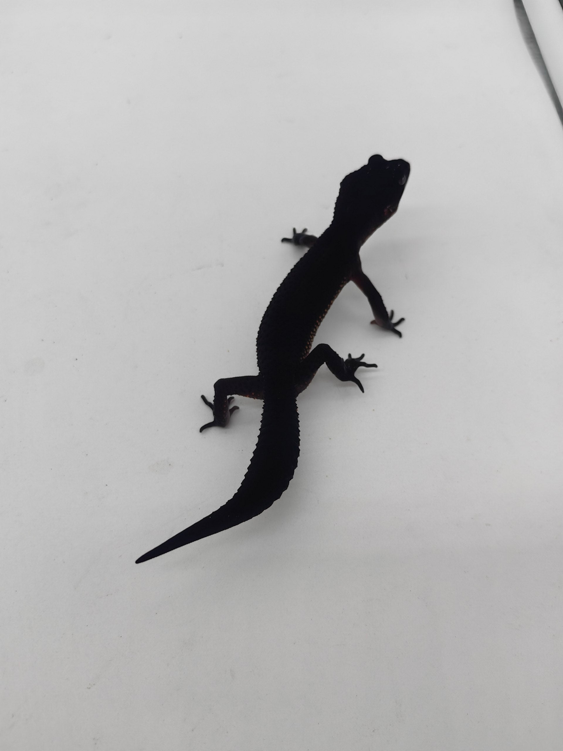 Leopard Gecko