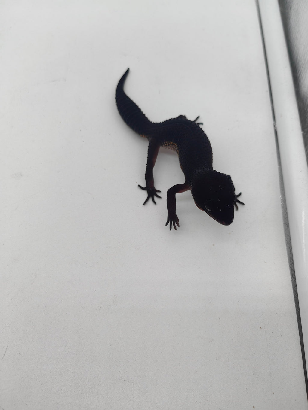 Leopard Gecko