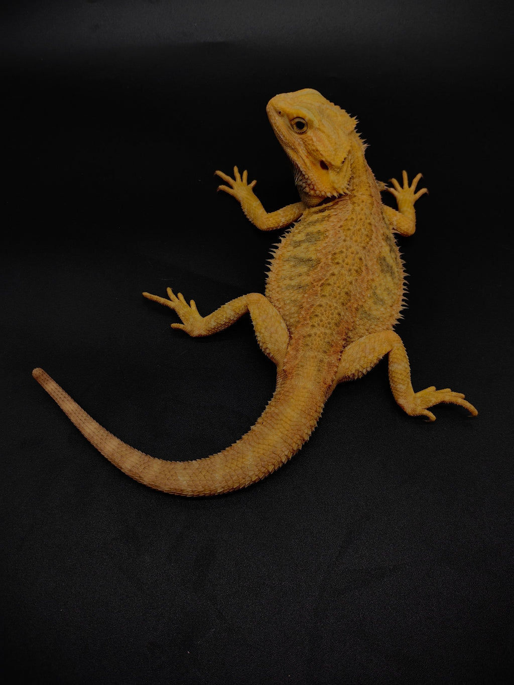 Bearded Dragon