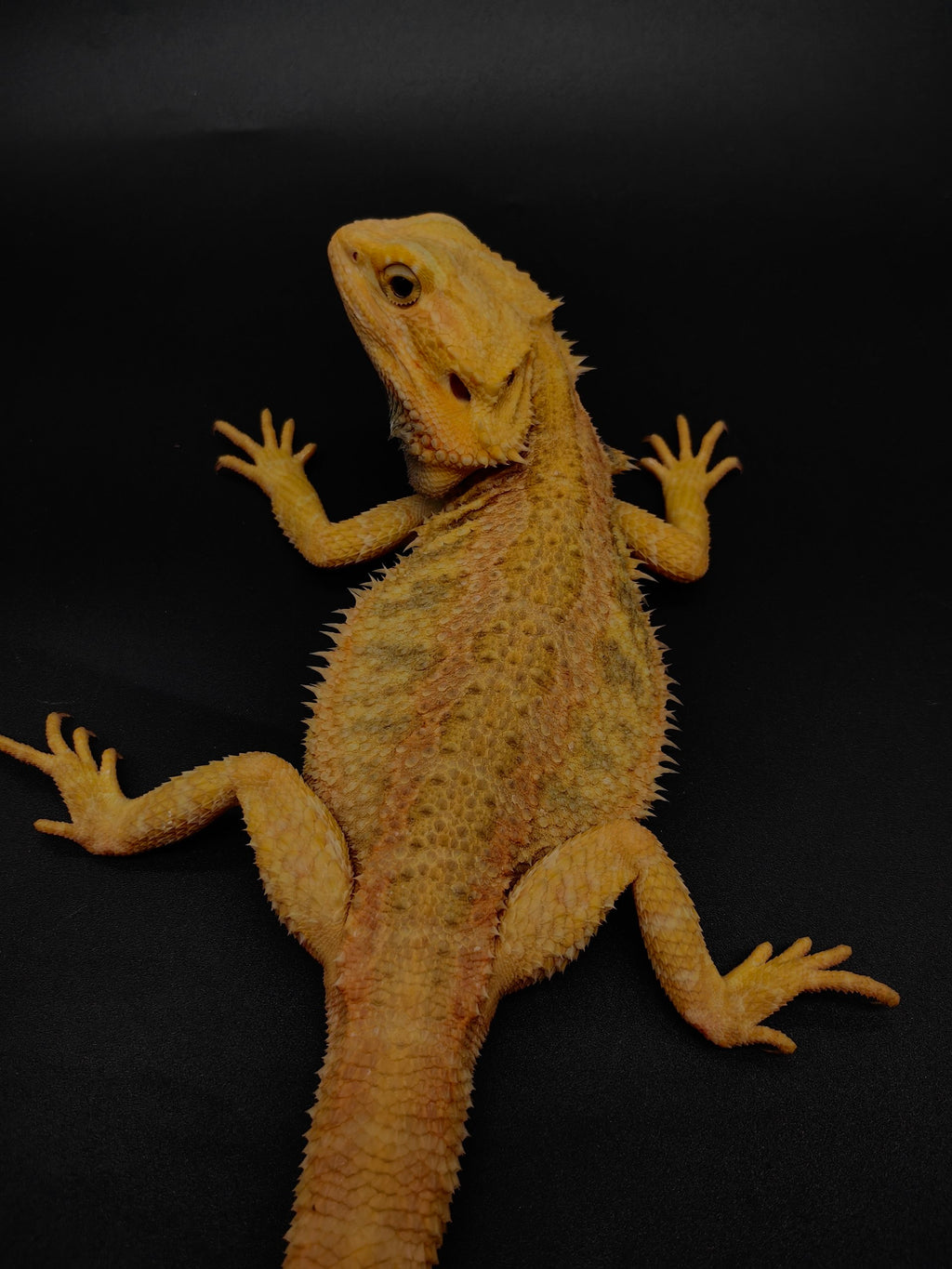 Bearded Dragon
