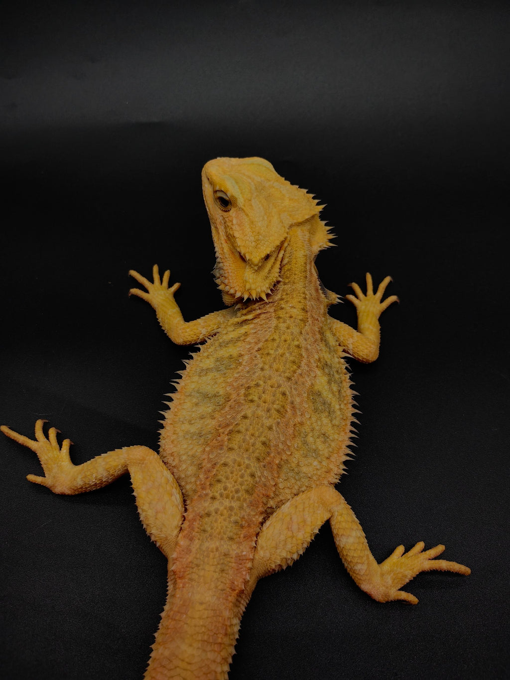 Bearded Dragon