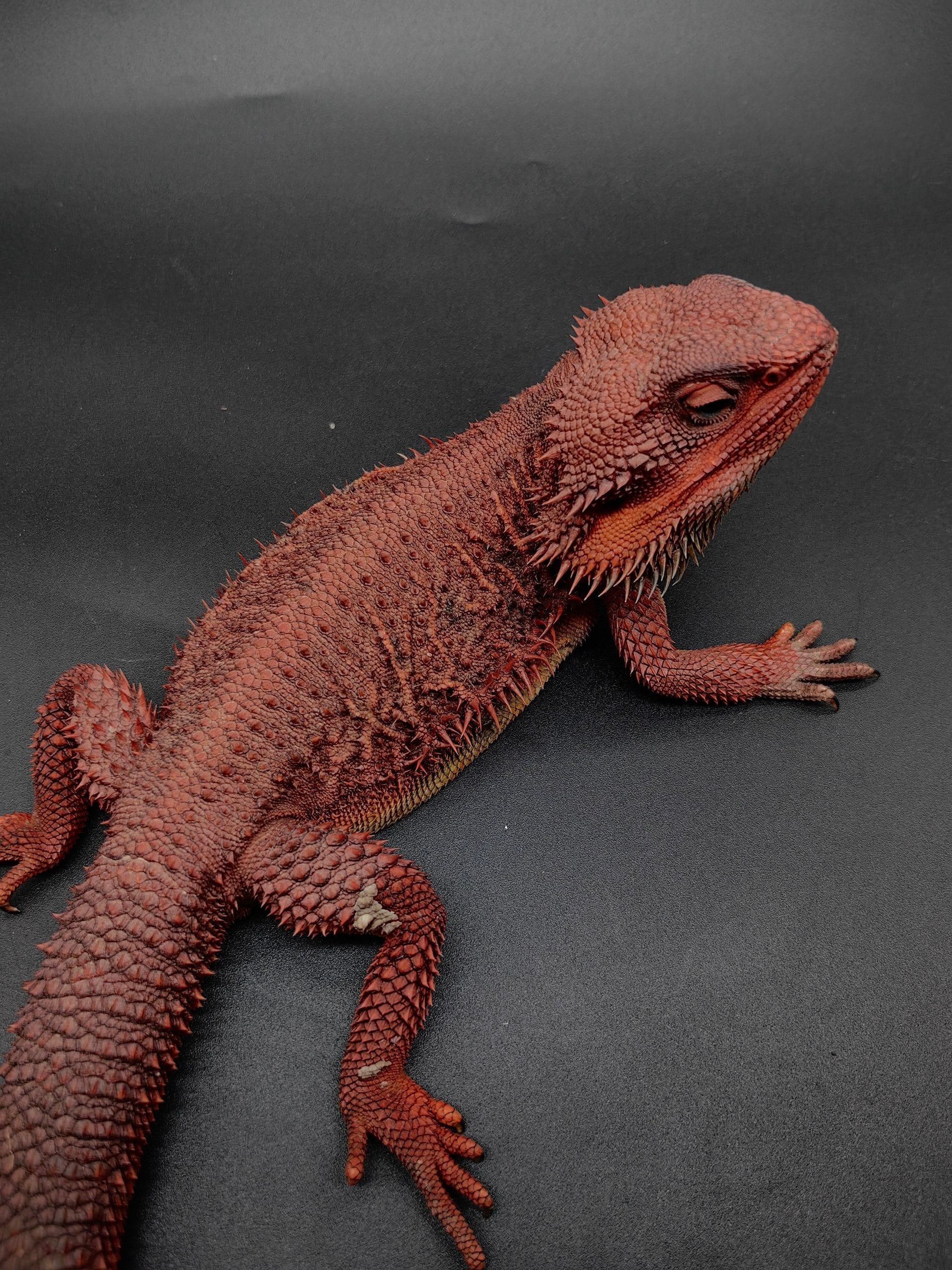Bearded Dragon