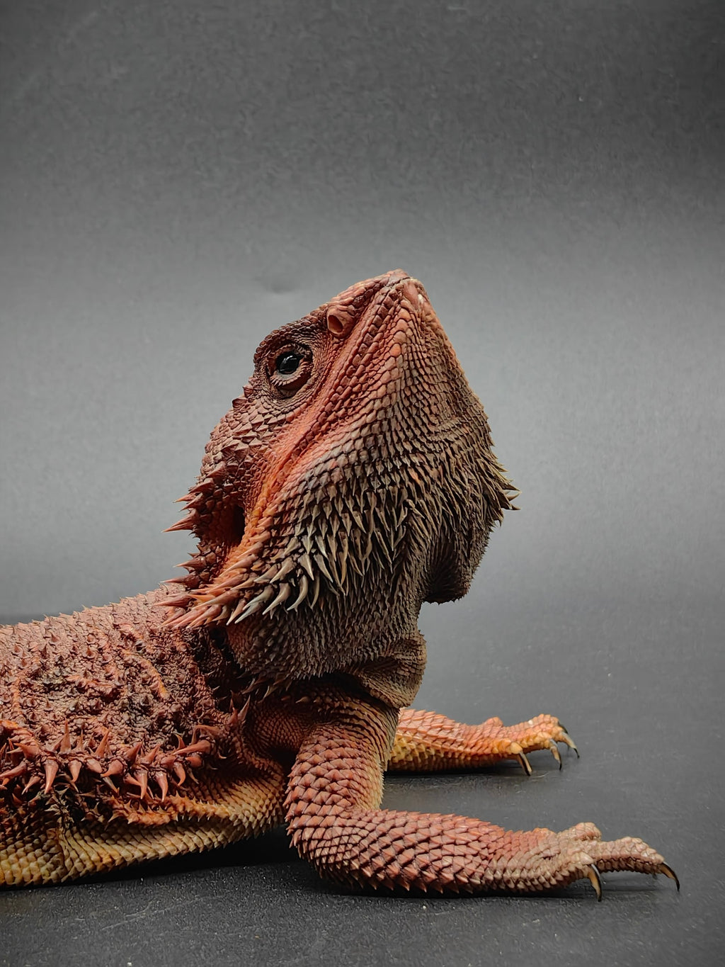 Bearded Dragon
