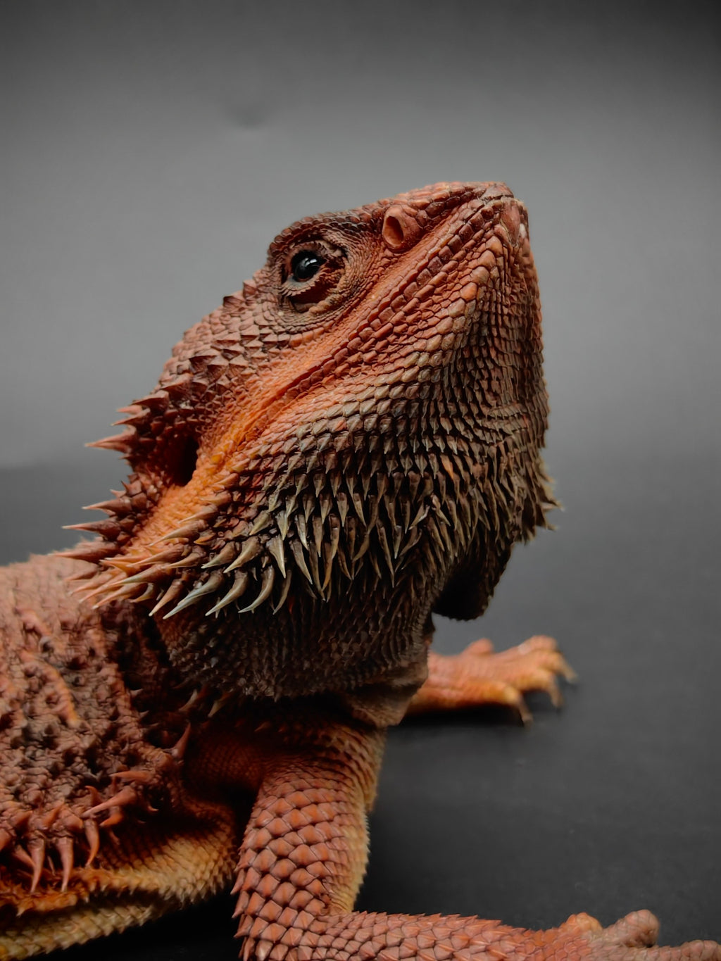 Bearded Dragon