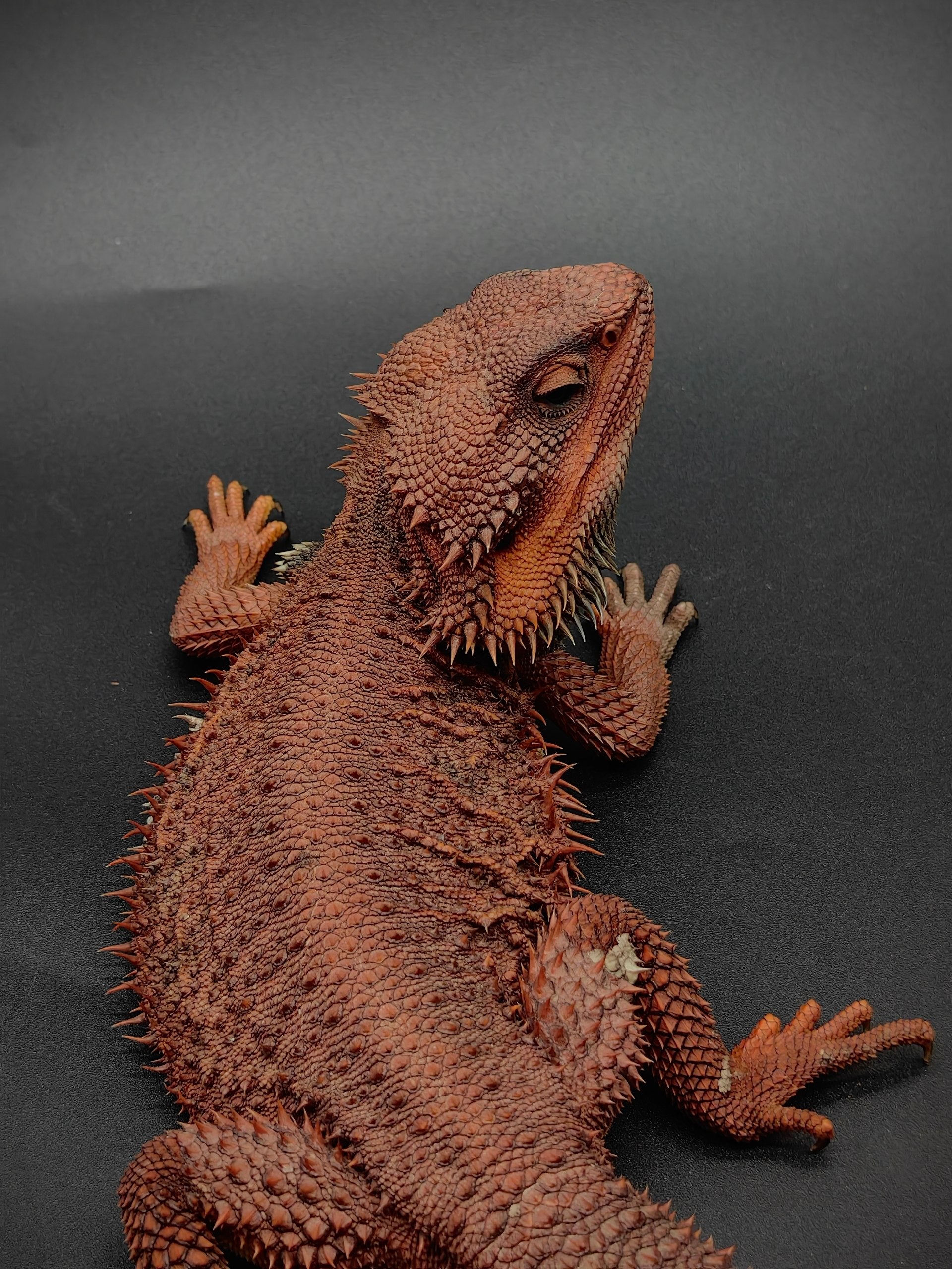 Bearded Dragon