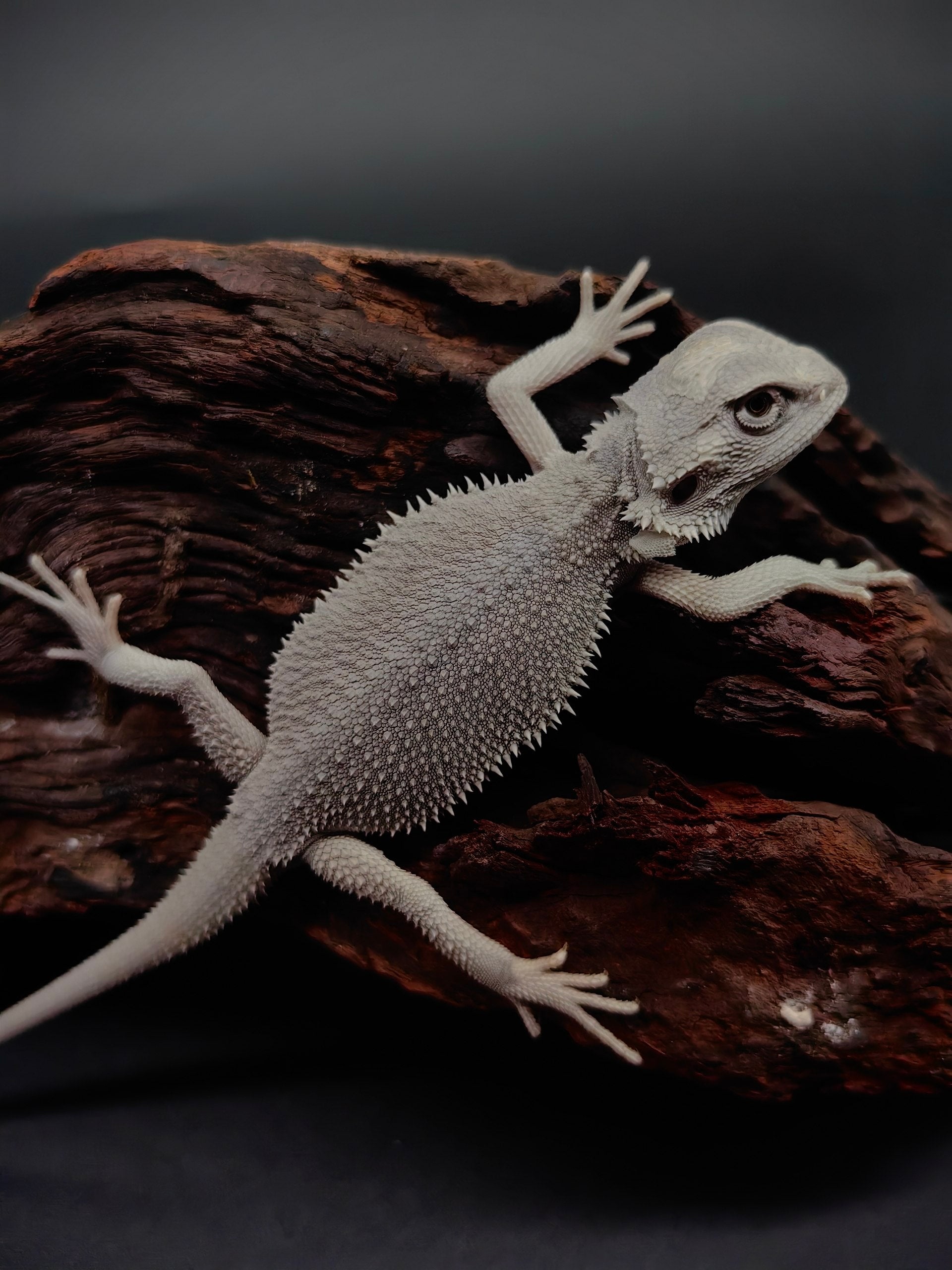Bearded Dragon