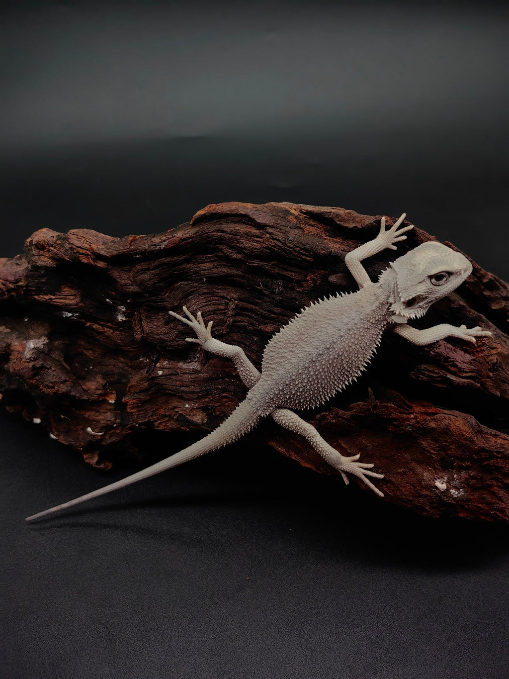 Bearded Dragon