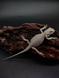 Bearded Dragon