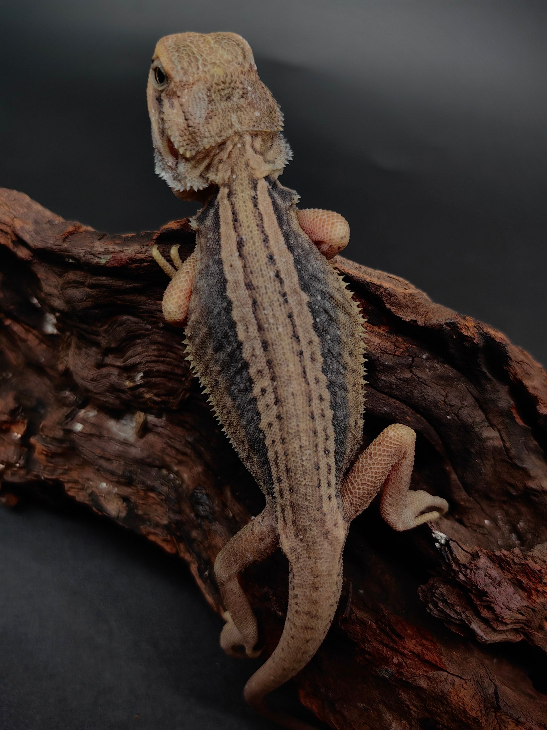 Bearded Dragon