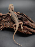 Bearded Dragon