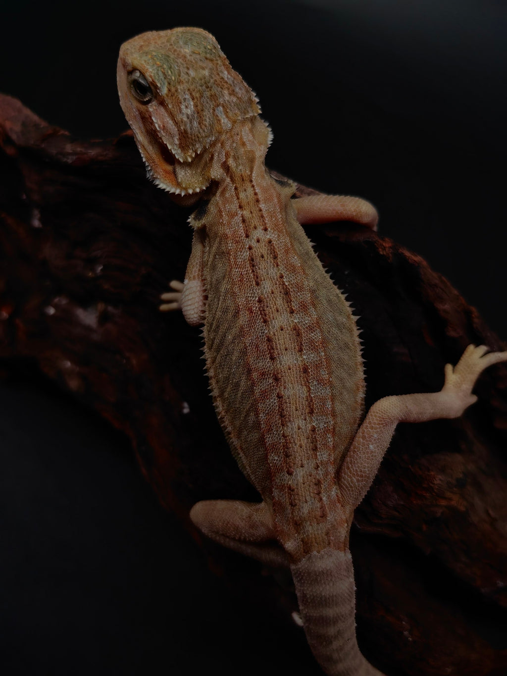 Bearded Dragon
