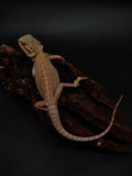 Bearded Dragon