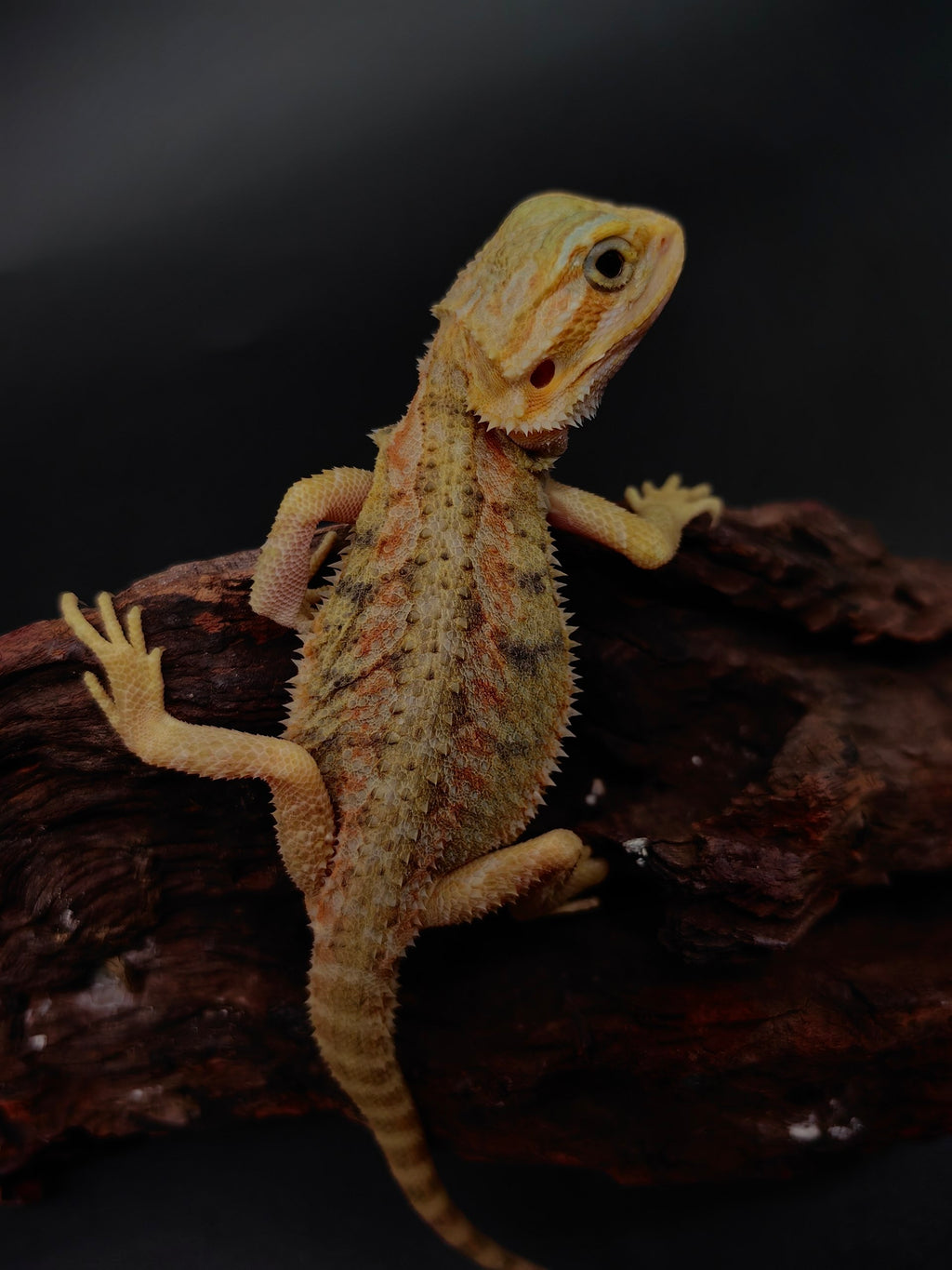 Bearded Dragon