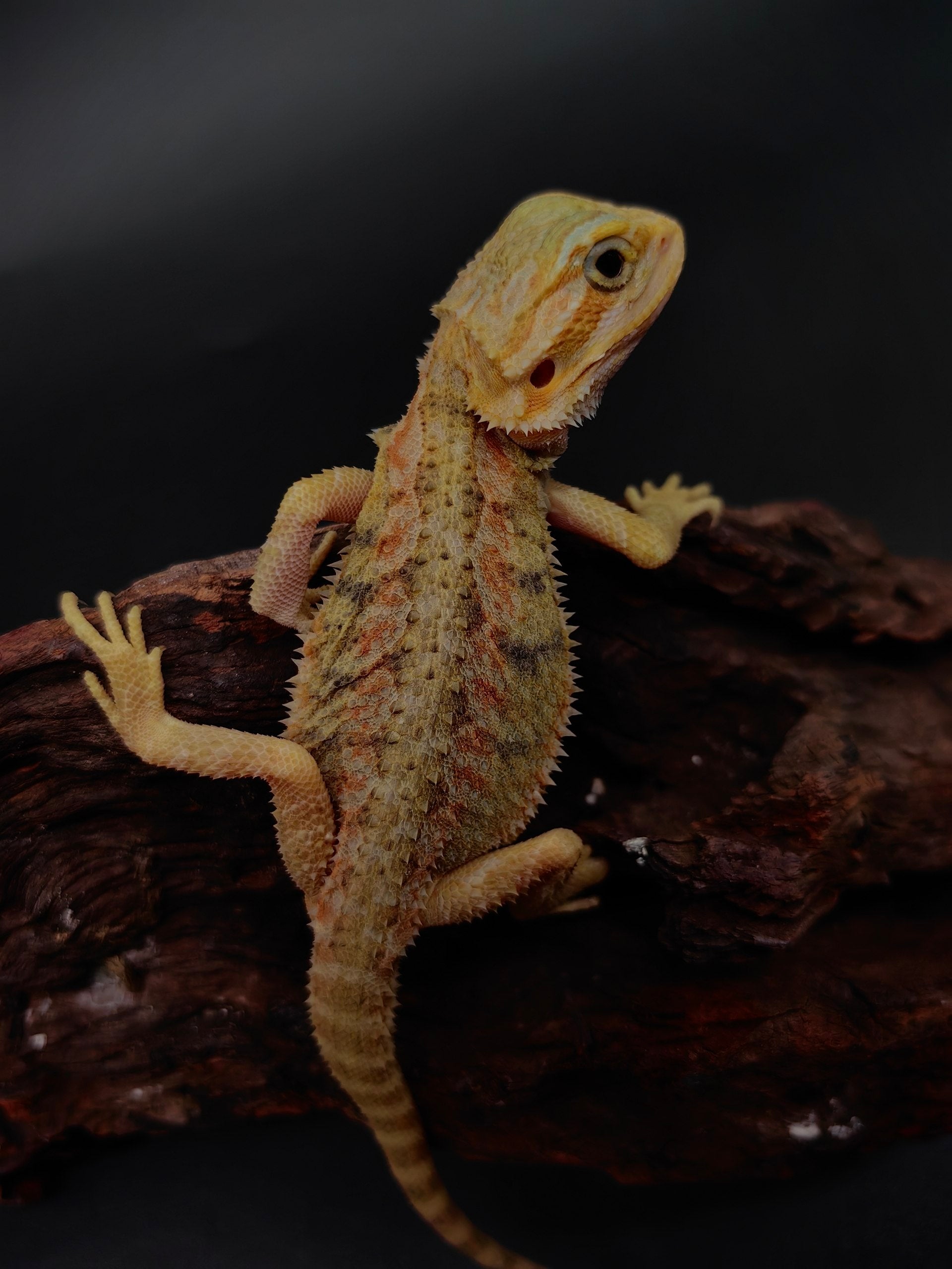 Bearded Dragon