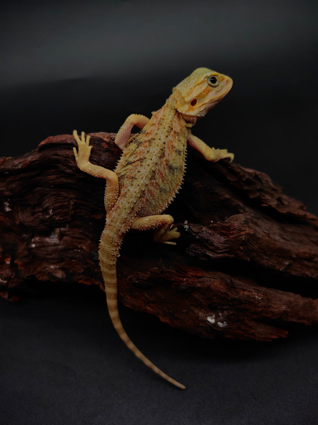 Bearded Dragon