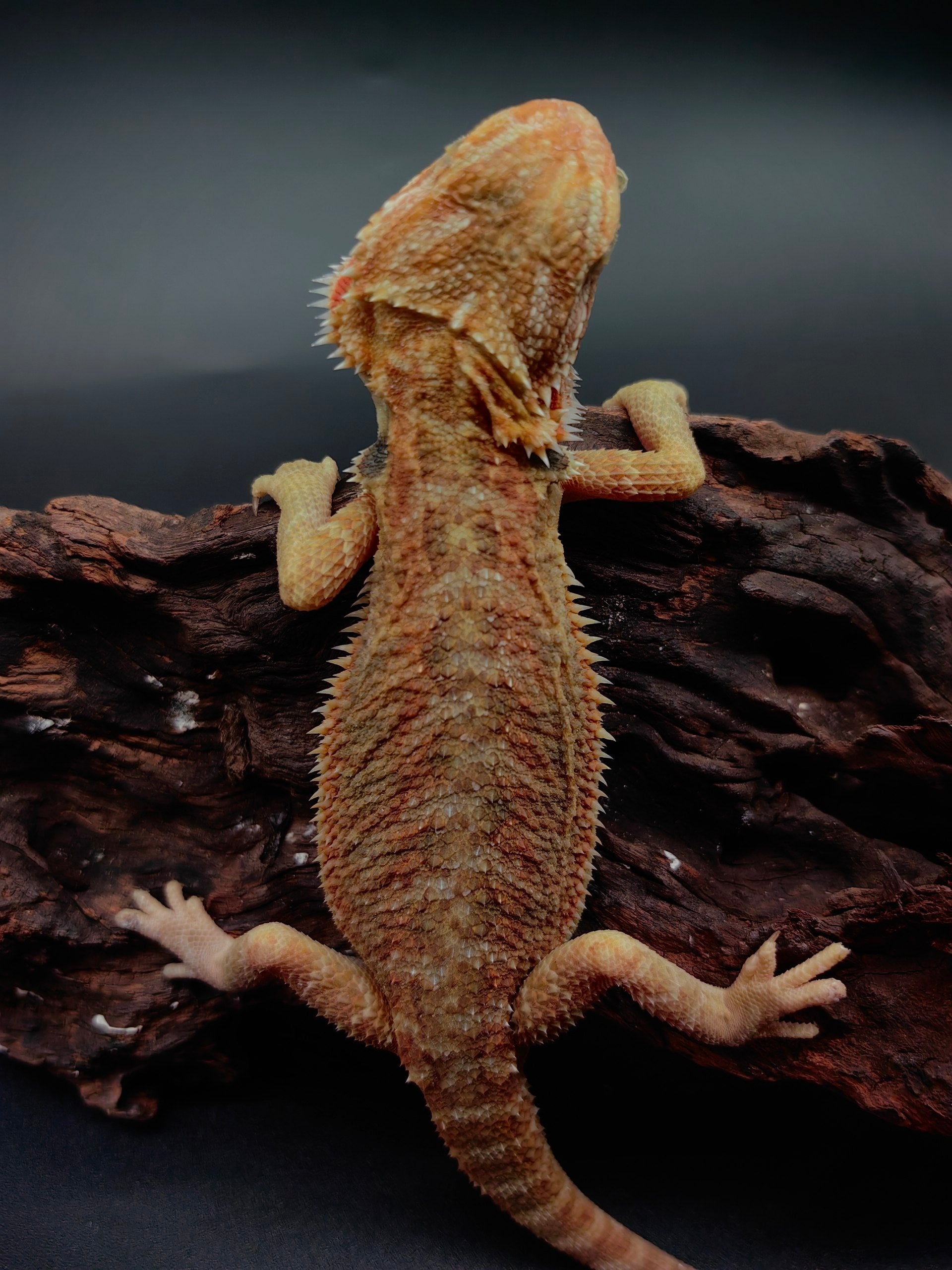Bearded Dragon