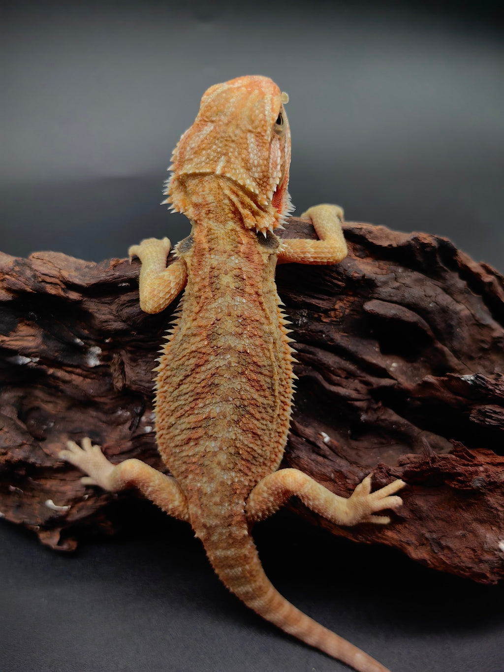 Bearded Dragon