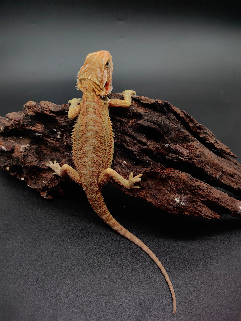 Bearded Dragon