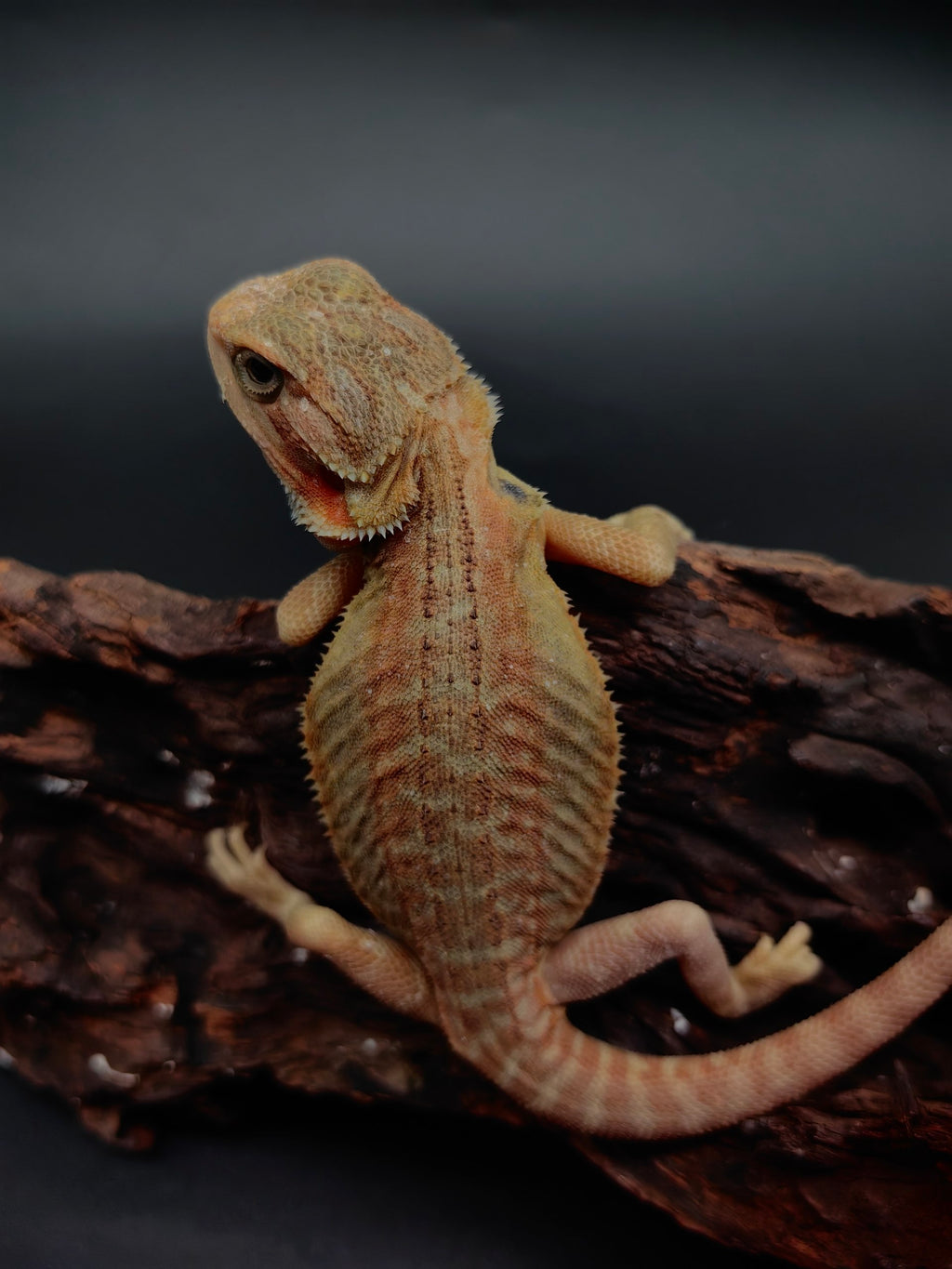 Bearded Dragon