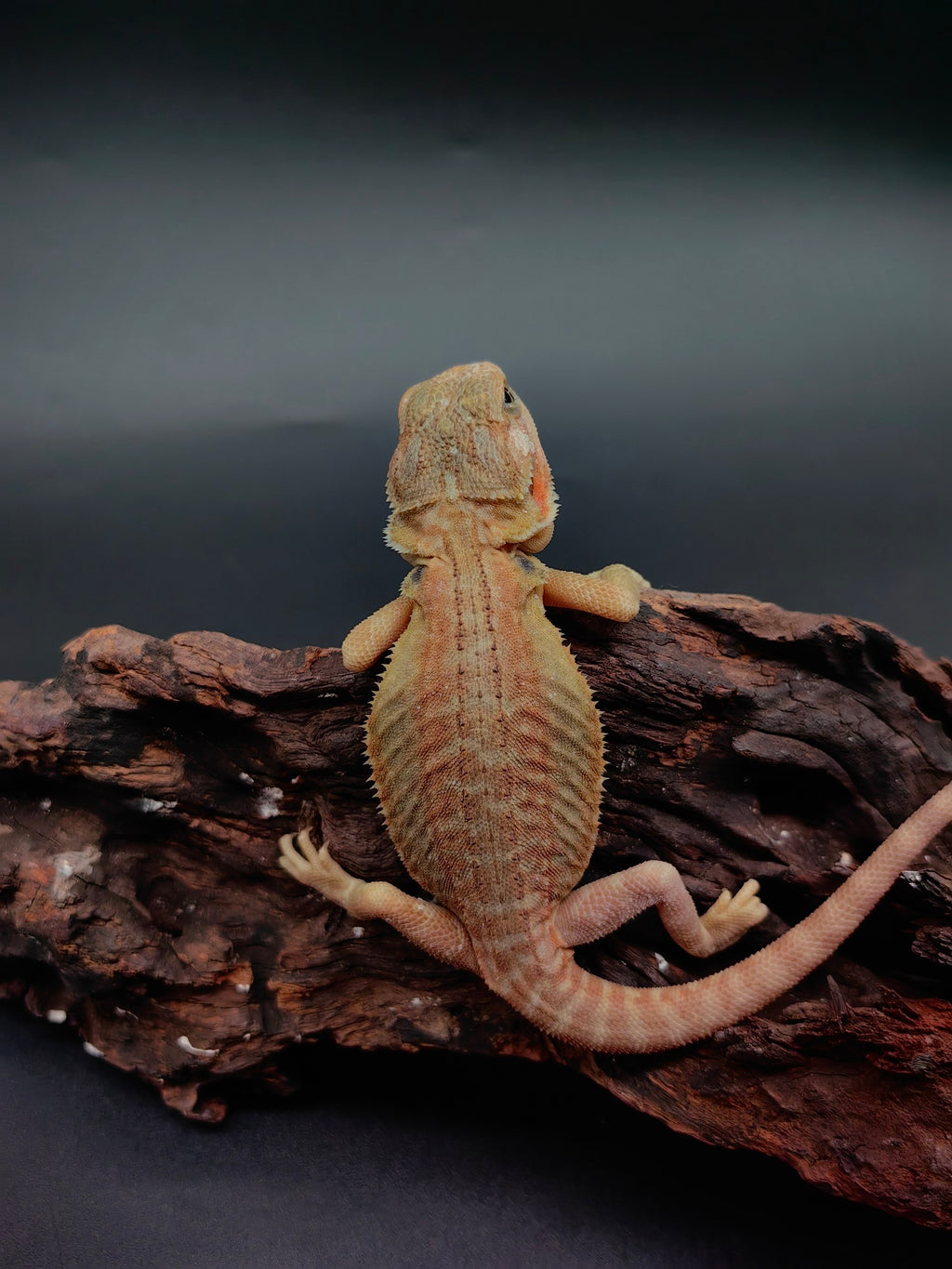 Bearded Dragon