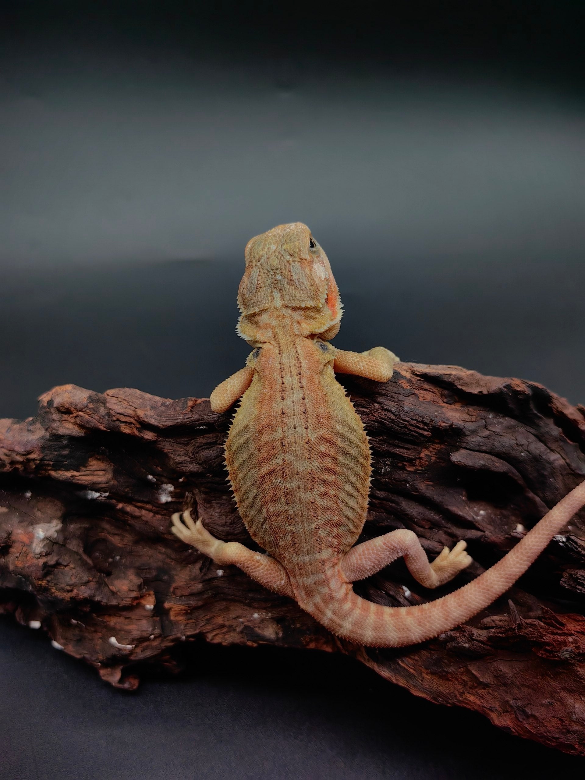 Bearded Dragon