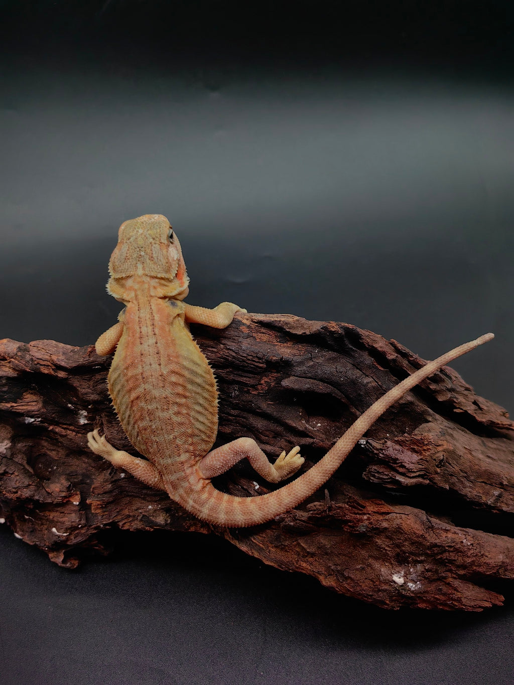 Bearded Dragon