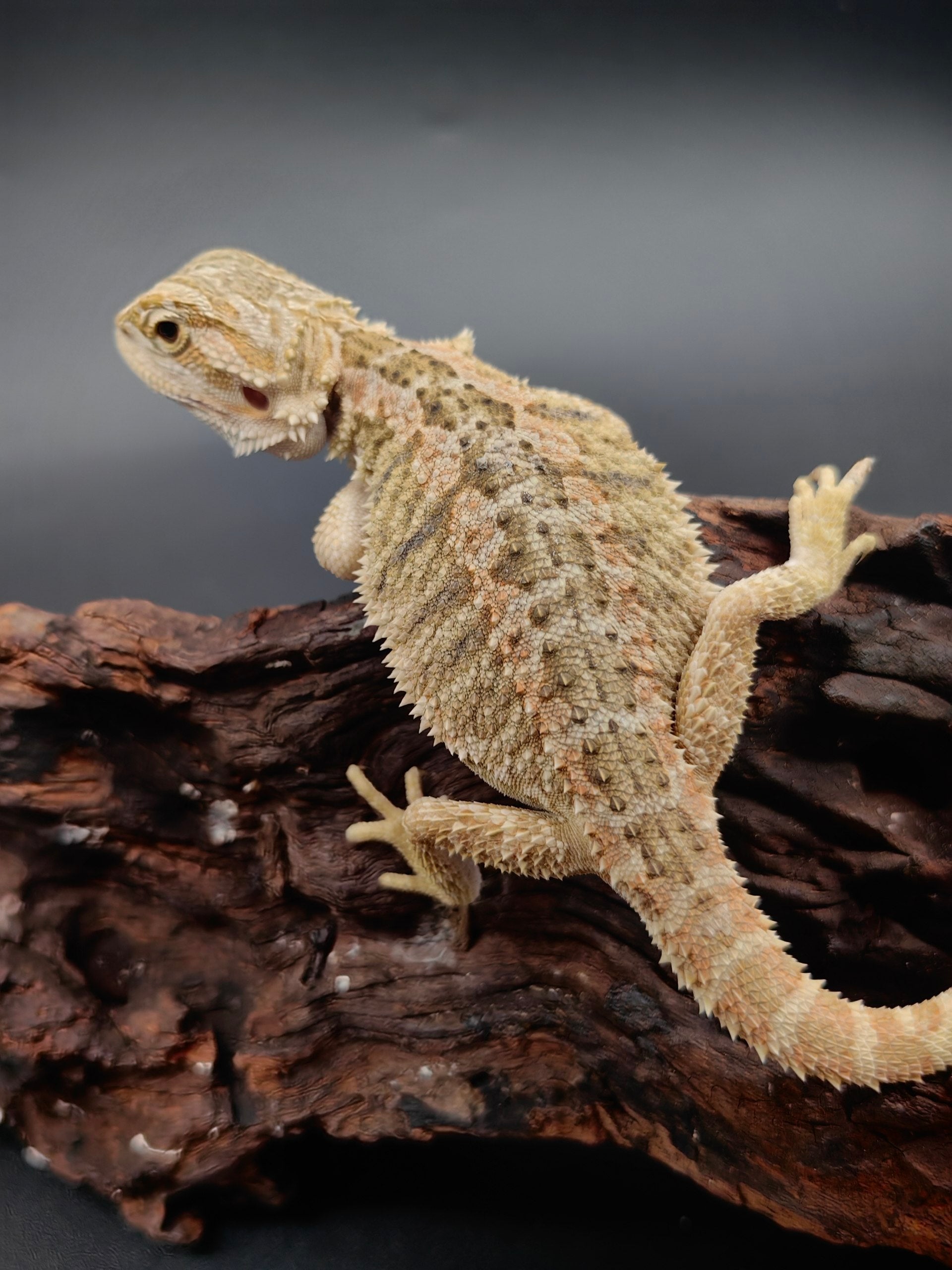 Bearded Dragon
