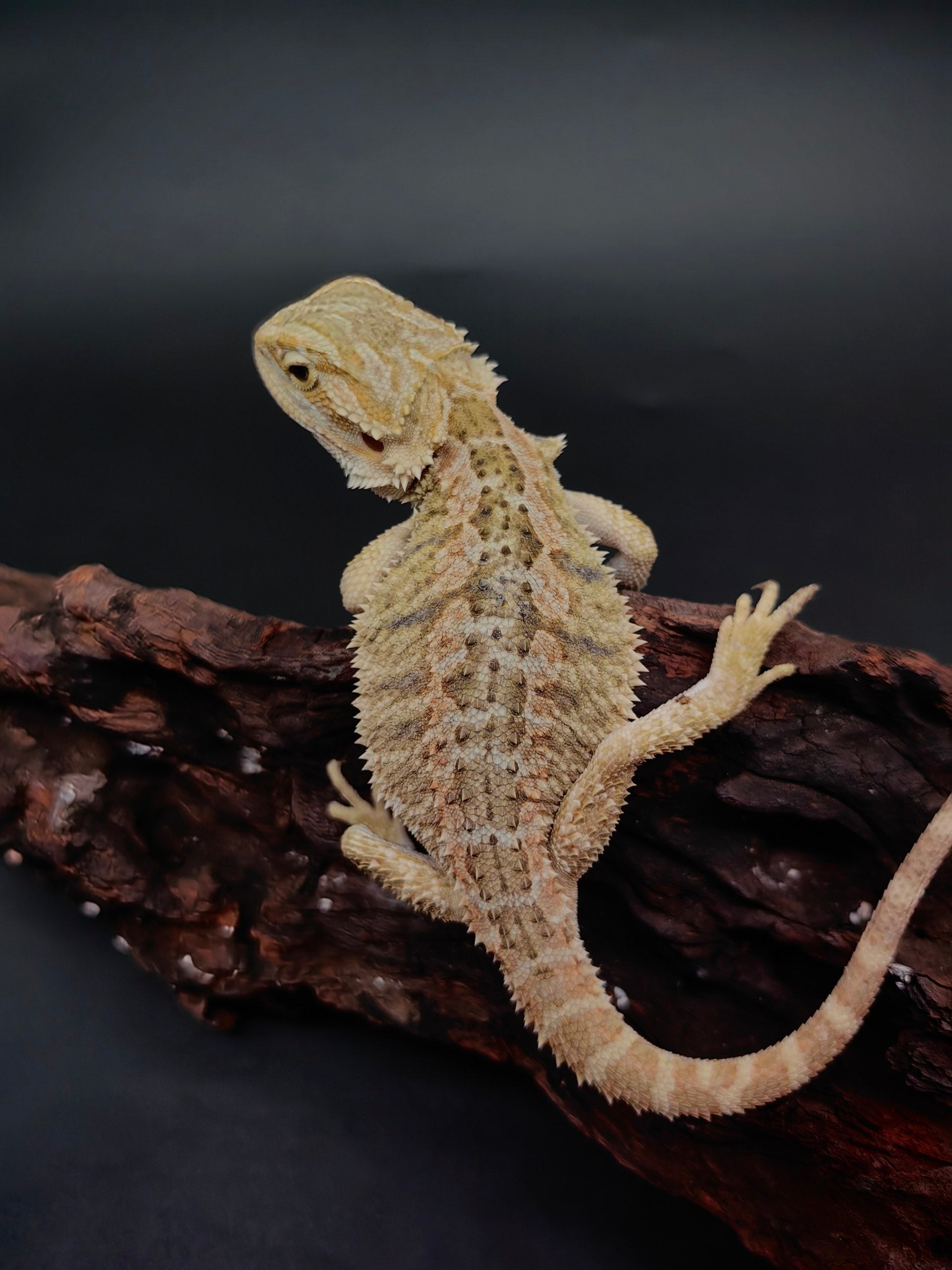 Bearded Dragon