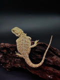 Bearded Dragon