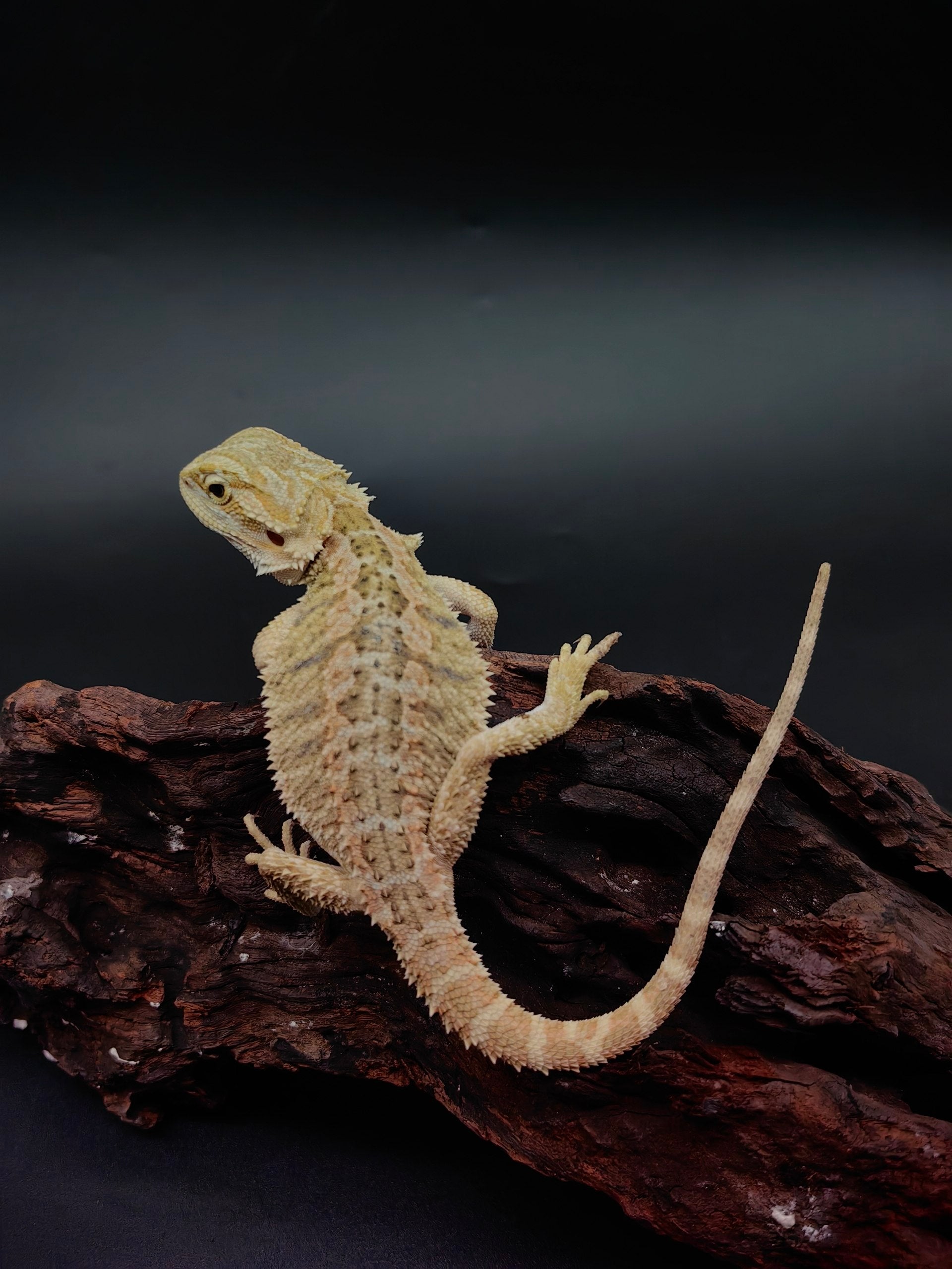 Bearded Dragon