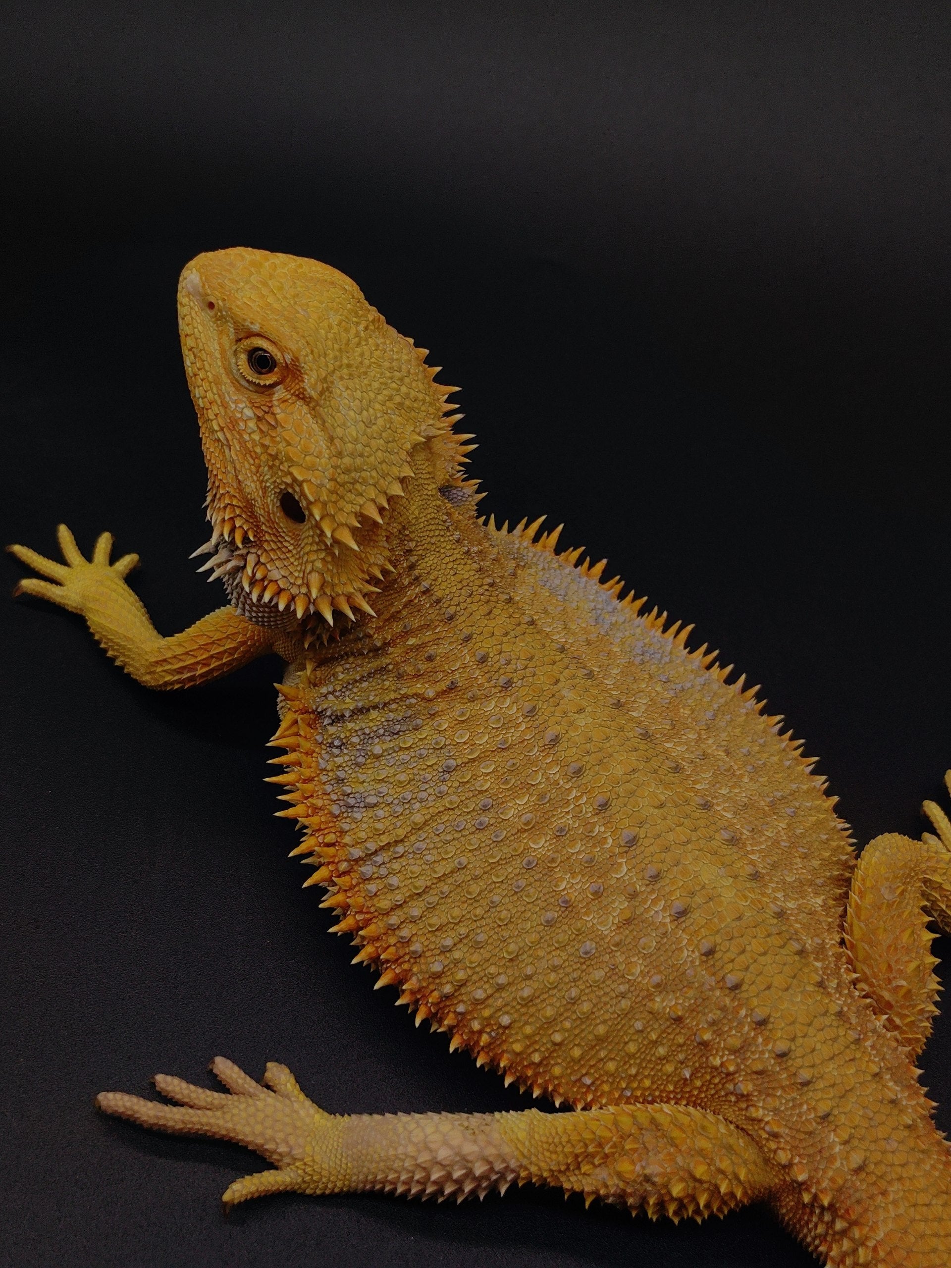Bearded Dragon