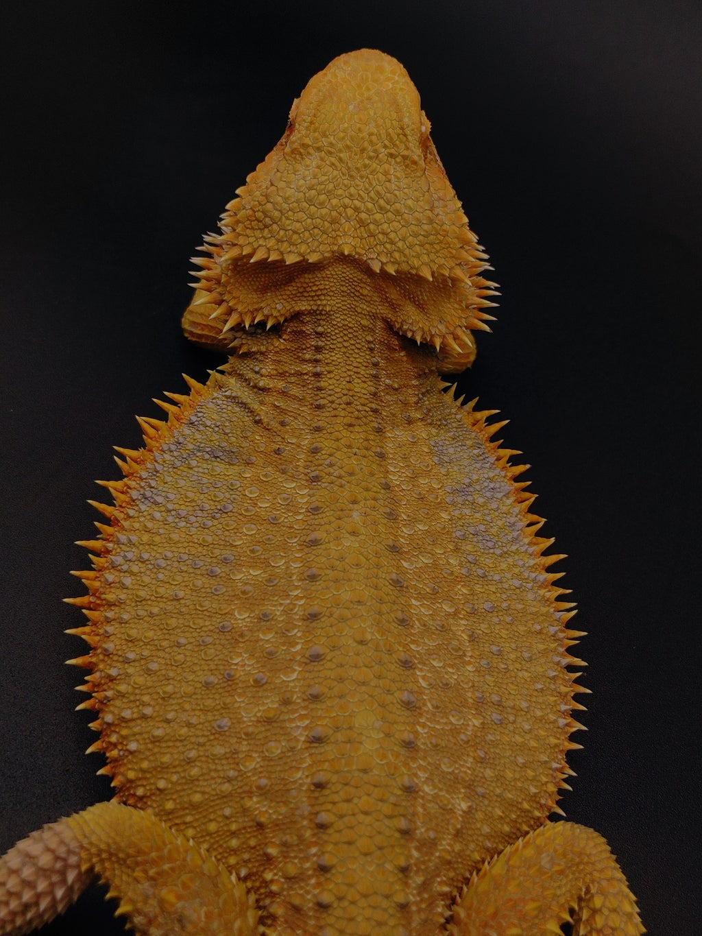Bearded Dragon