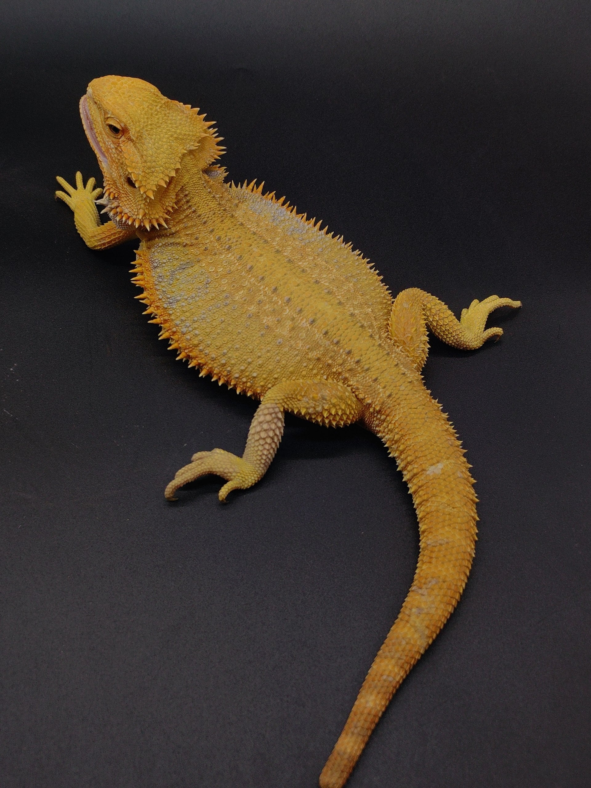 Bearded Dragon
