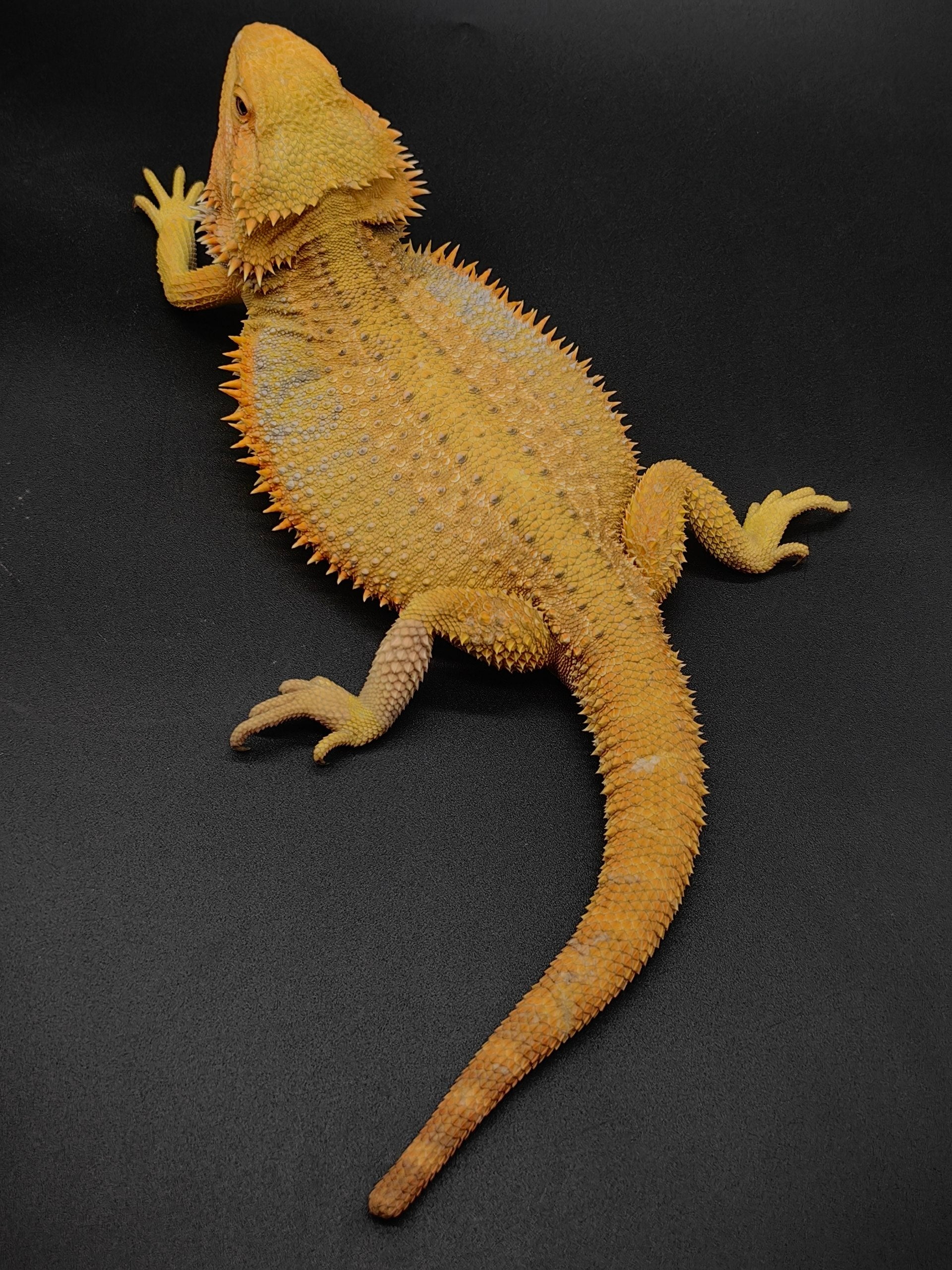 Bearded Dragon