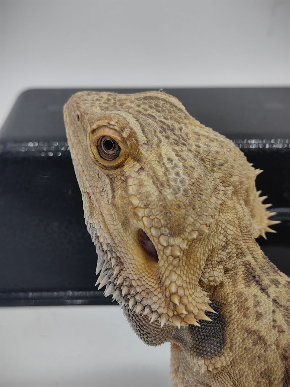 Bearded Dragon