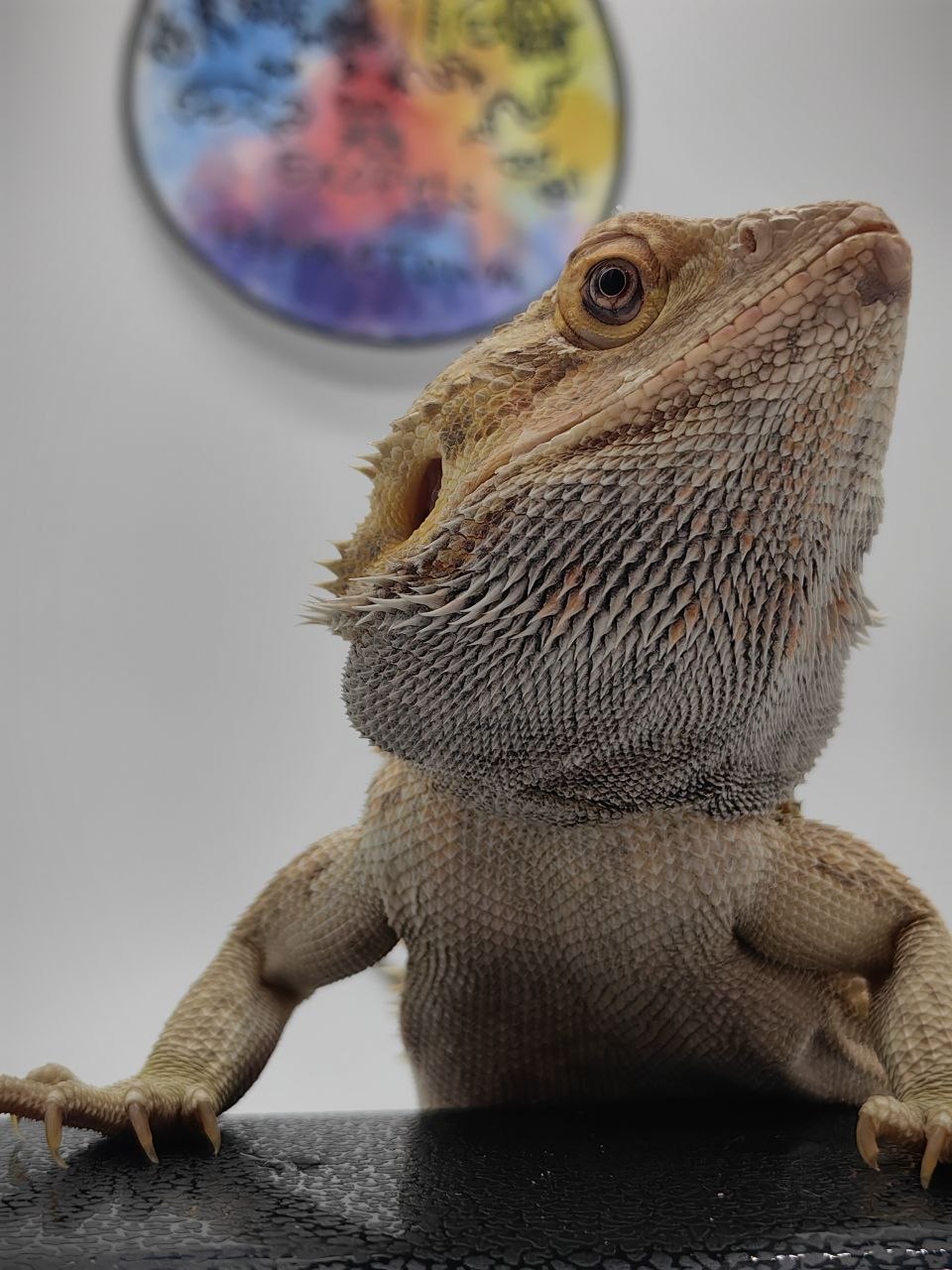 Bearded Dragon