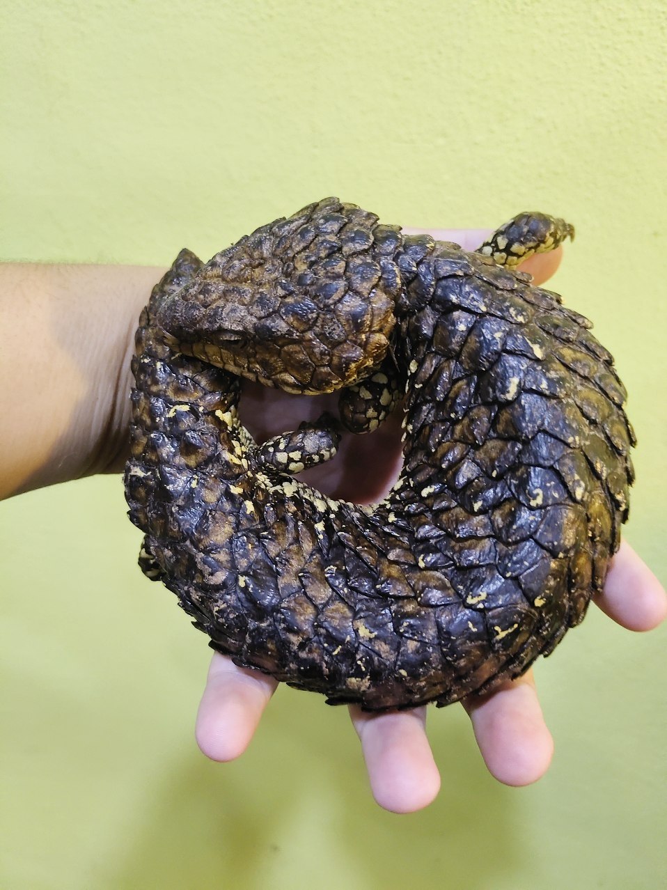 Shingleback