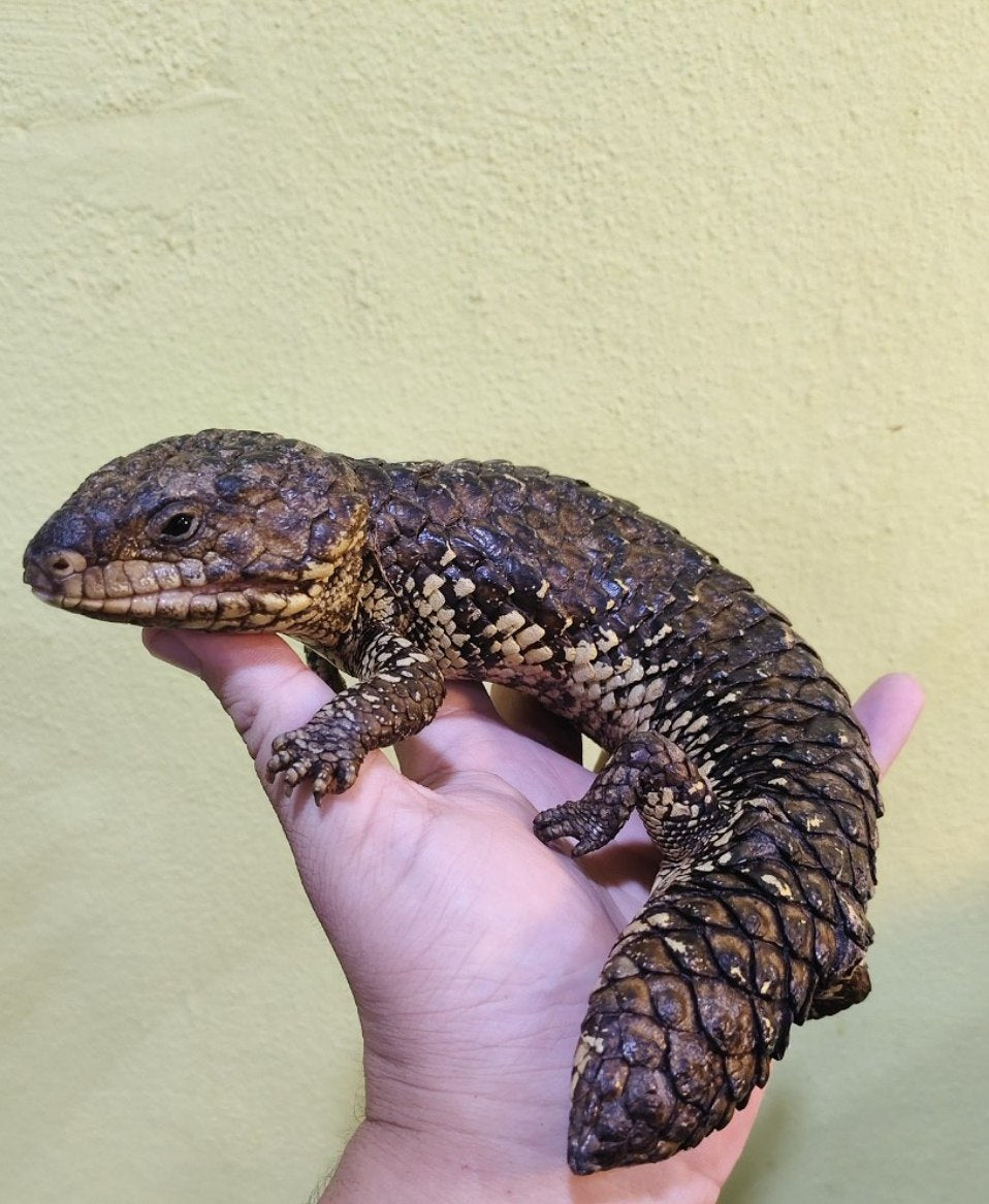 Shingleback