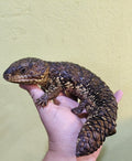 Shingleback