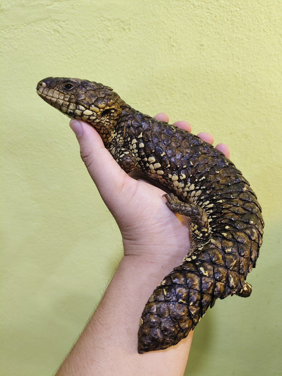 Shingleback