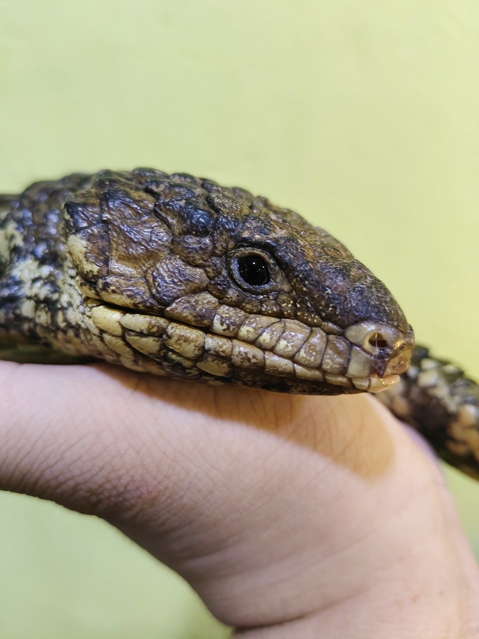 Shingleback