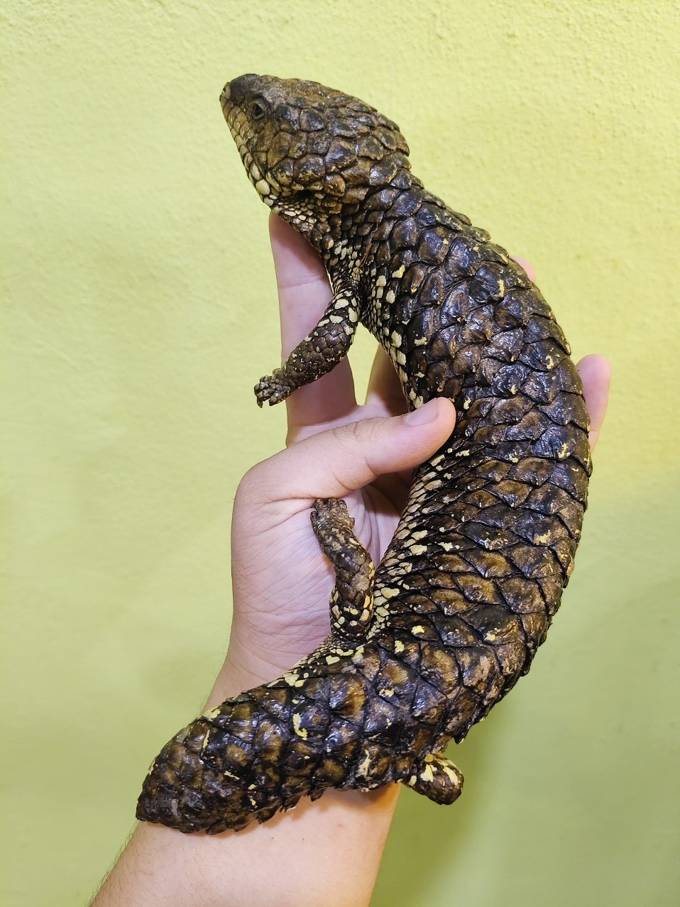 Shingleback