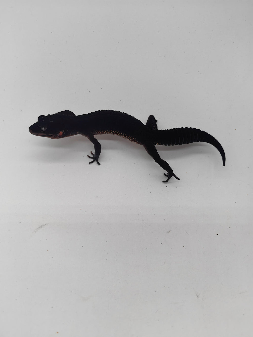 Leopard Gecko