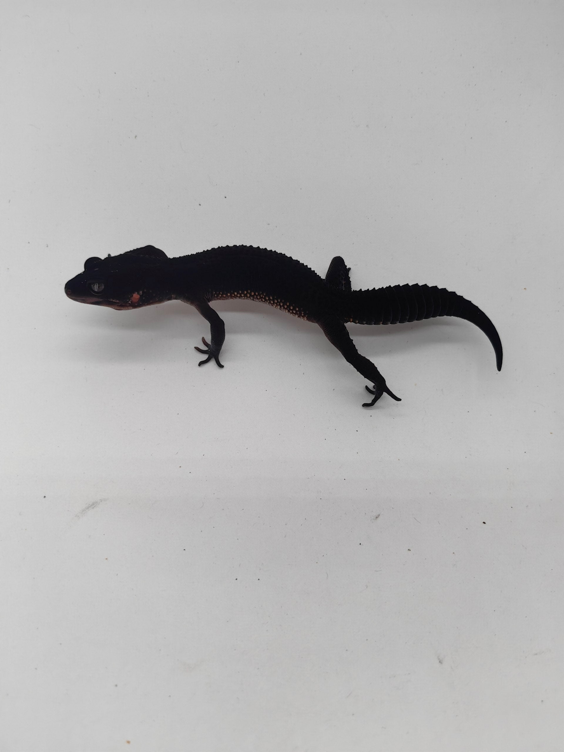 Leopard Gecko