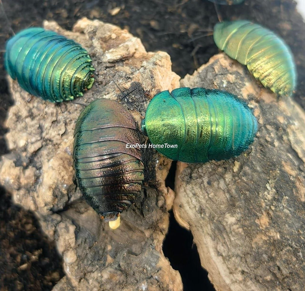 Emerald Roaches (Adult Size)